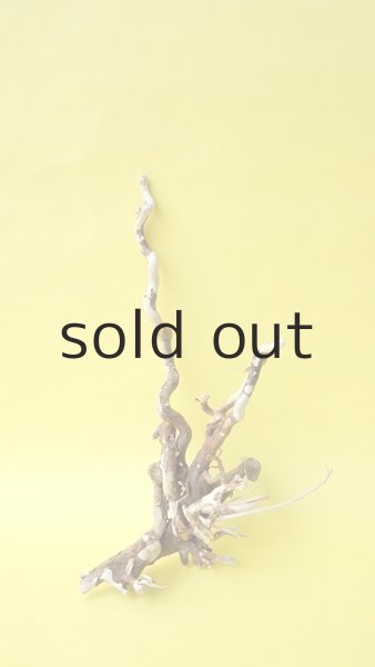 画像3: 流木根 (3)