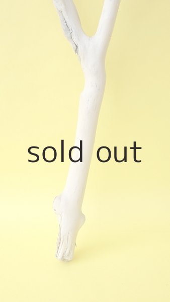 画像2: 枝流木 (2)