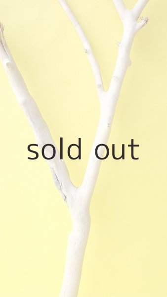 画像3: 枝流木 (3)