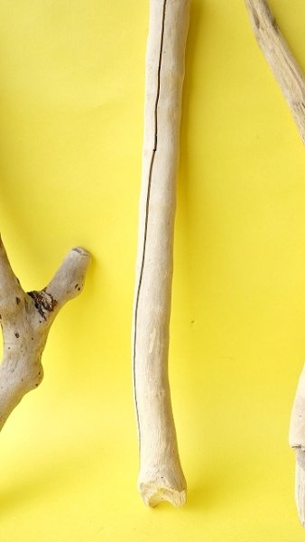 画像3: 小枝流木セット (3)