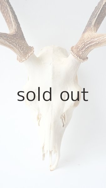 画像2: デコール用二ホンジカの角（ヘッド付） (2)