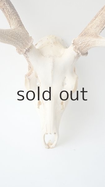 画像2: デコール用二ホンジカの角（ヘッド付） (2)