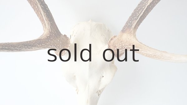 画像3: デコール用二ホンジカの角（ヘッド付） (3)