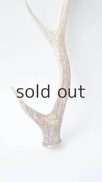 画像2: デコール用二ホンジカの角 (2)