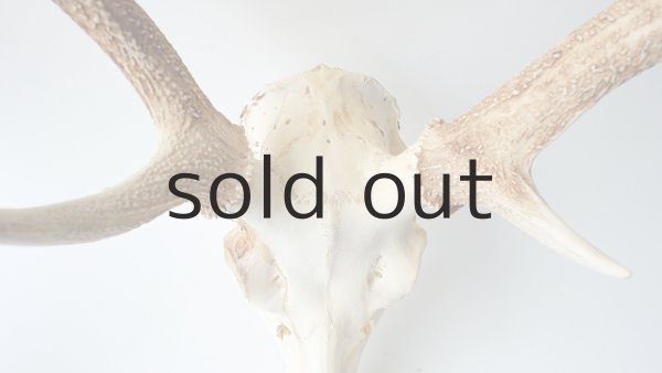 画像3: デコール用二ホンジカの角（ヘッド付） (3)