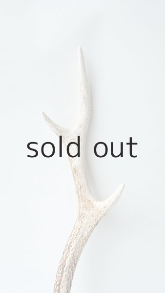 画像3: デコール用二ホンジカの角 (3)