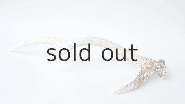 画像4: デコール用二ホンジカの角 (4)