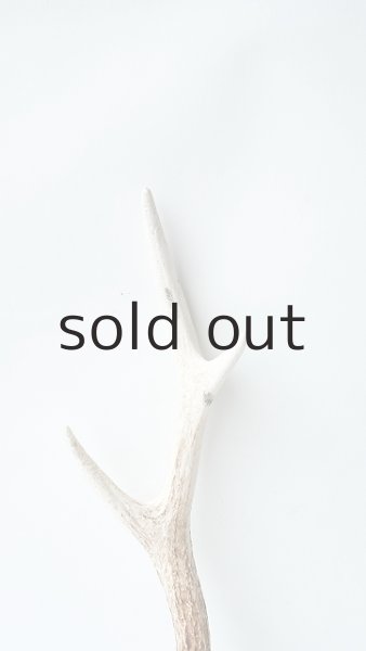 画像3: デコール用二ホンジカの角 (3)