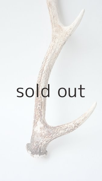 画像2: デコール用二ホンジカの角 (2)