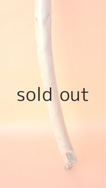 画像2: 棒流木 (2)