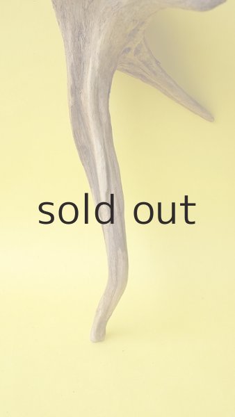 画像2: 流木根 (2)