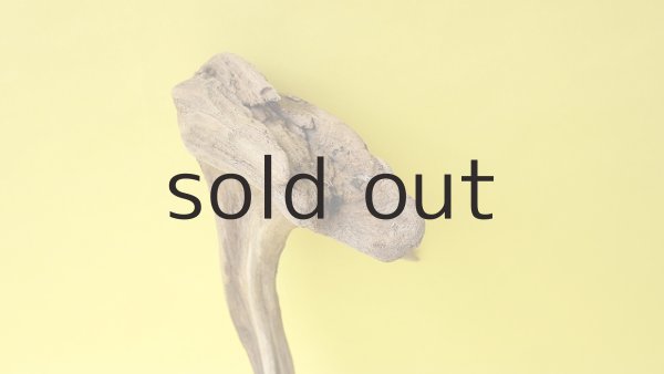 画像3: 流木根 (3)