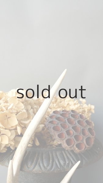 画像4: デコール用二ホンジカの角 (4)