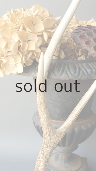 画像3: デコール用二ホンジカの角 (3)