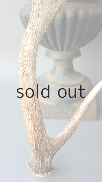 画像2: デコール用二ホンジカの角 (2)