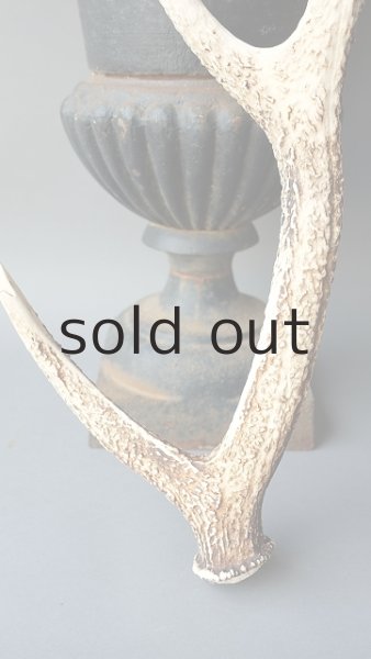 画像2: デコール用二ホンジカの角 (2)