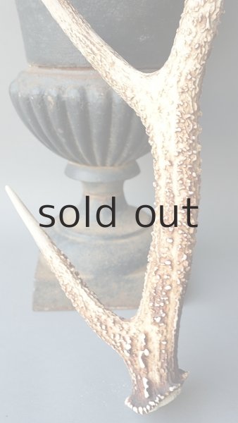 画像2: デコール用二ホンジカの角 (2)