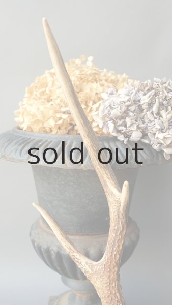 画像3: デコール用二ホンジカの角 (3)