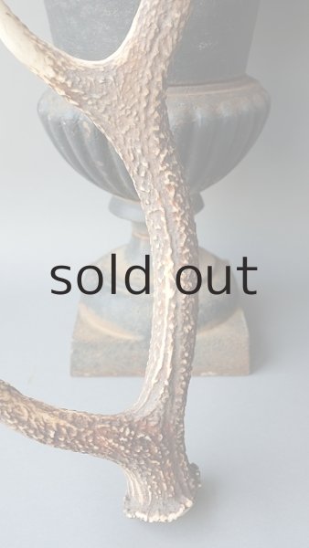 画像2: デコール用二ホンジカの角 (2)