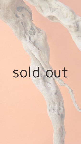 画像7: 大型 根 (7)