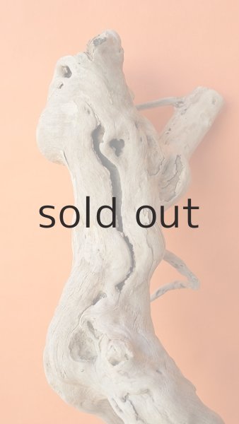 画像6: 大型 根 (6)