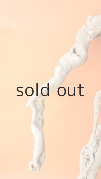 画像4: 大型 根 (4)