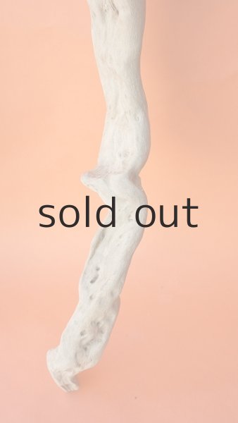 画像9: 大型 根 (9)