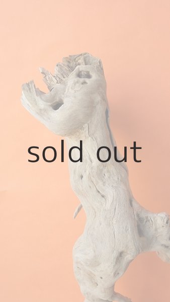 画像10: 大型 根 (10)