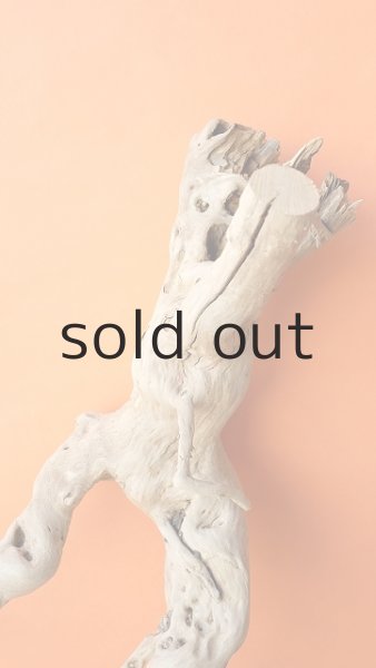 画像5: 大型 根 (5)