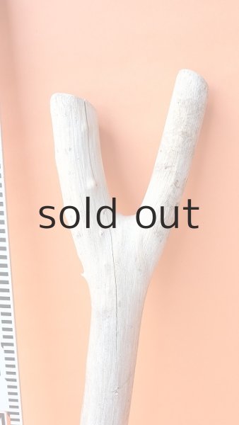 画像5: 幹流木 (5)