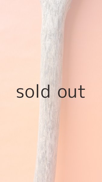 画像3: 幹流木 (3)