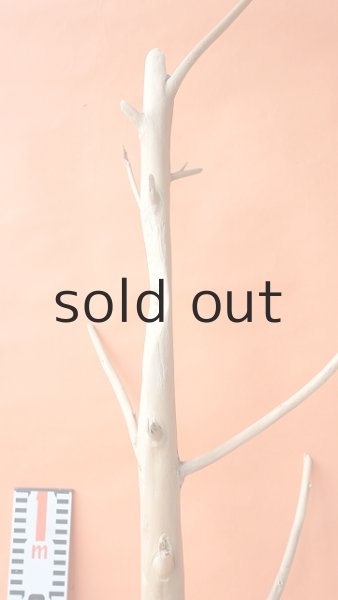 画像6: 幹流木 (6)