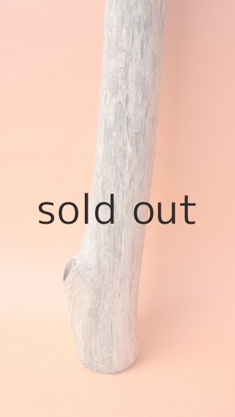 画像2: 幹流木 (2)