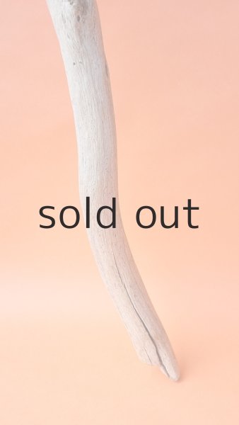 画像2: 幹流木 (2)