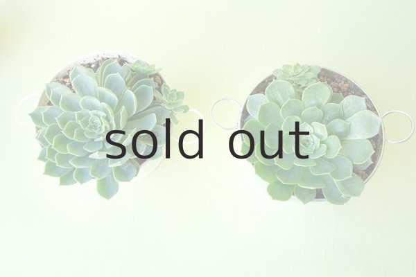 画像2: 多肉植物（養老・エケべリア属） (2)