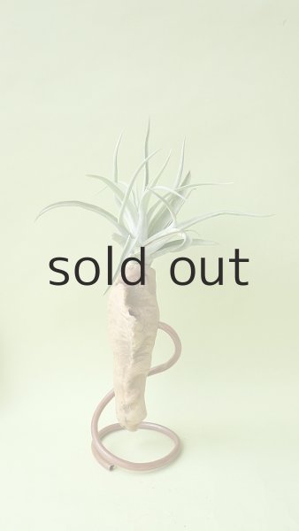 画像2: ドライ・エアープランツ一輪挿し by GRAY and GREEN (2)