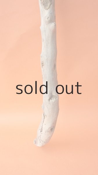 画像2: 枝流木 (2)