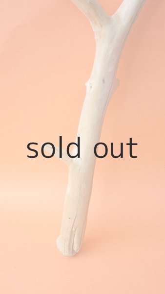 画像2: 枝流木 (2)