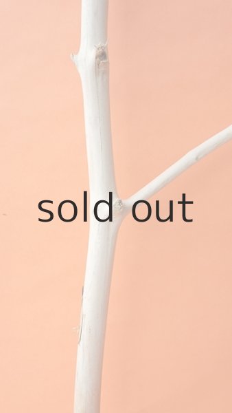 画像3: 枝流木 (3)