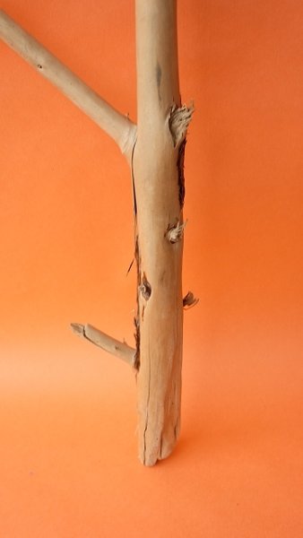 画像2: 枝流木 (2)