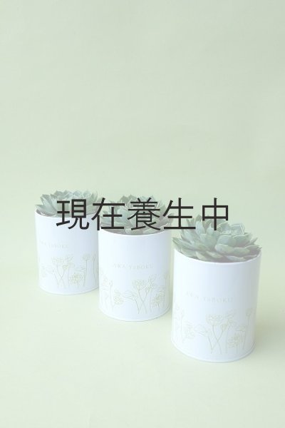 画像5: 多肉植物（養老・エケべリア属）苗・オプションでオリジナルスチール丸缶 (5)
