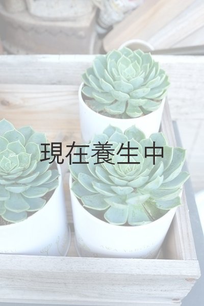 ガーデン用トロ箱とエケべリア