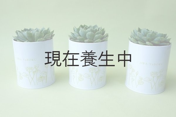画像6: 多肉植物（養老・エケべリア属）苗・オプションでオリジナルスチール丸缶 (6)