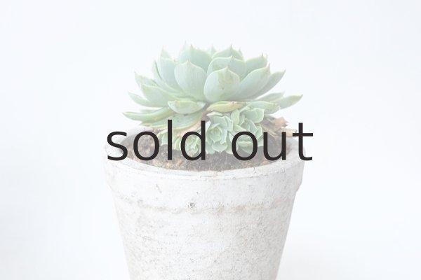 画像2: 多肉植物（養老・エケべリア属） (2)