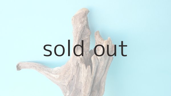 画像3: 流木根 (3)