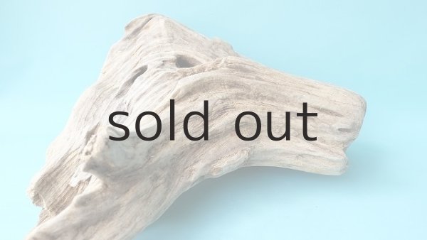 画像6: 流木根（中型） (6)