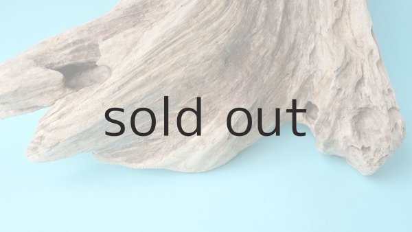 画像2: 流木根（中型） (2)