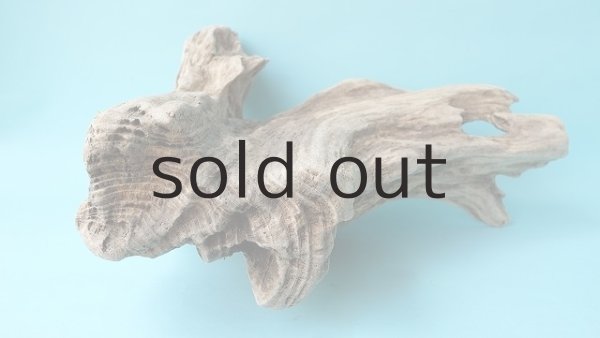 画像8: 流木根（中型） (8)