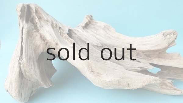 画像5: 流木根（中型） (5)