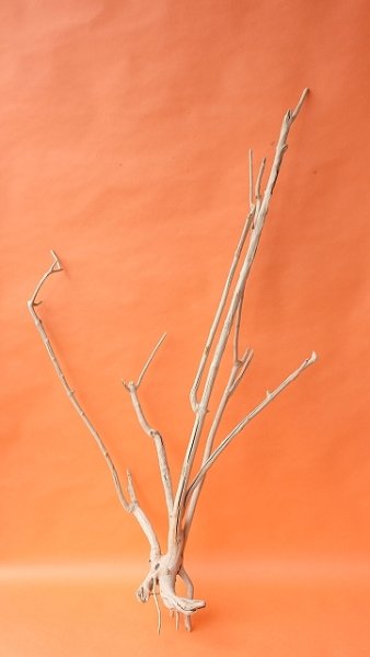 画像1: 枝流木（根付き） (1)